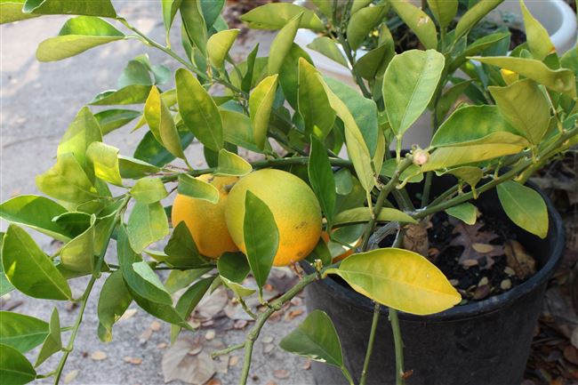 Вредители и болезни лимона Мейера