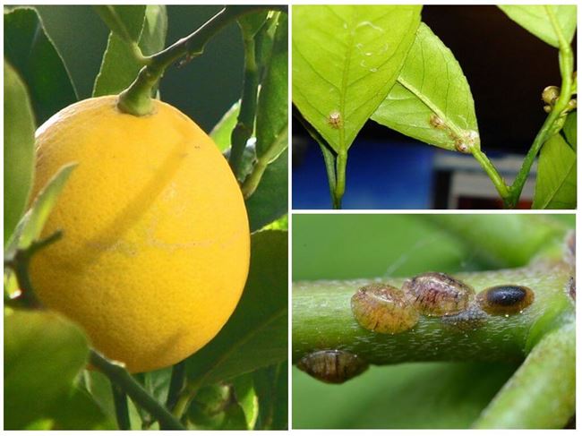 Профилактика болезней и вредителей домашнего лимона