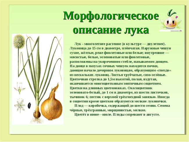 Характеристика внешнего вида растения и луковиц