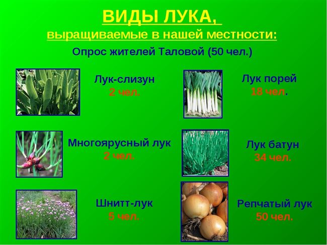Посадка и выращивание разных видов лука