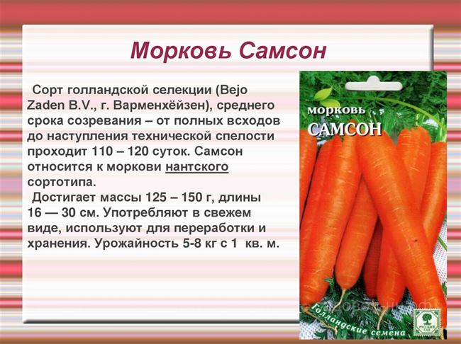 Морковь перед посадкой – подготовка