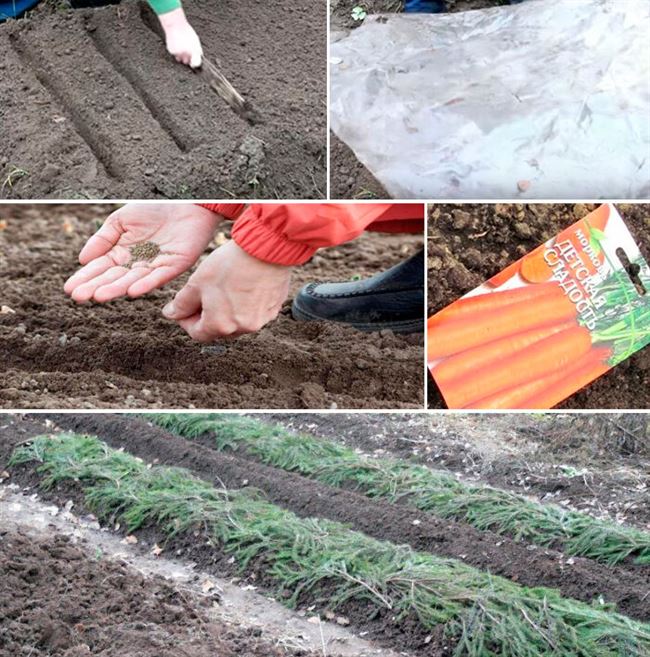 Как посадить морковь под зиму