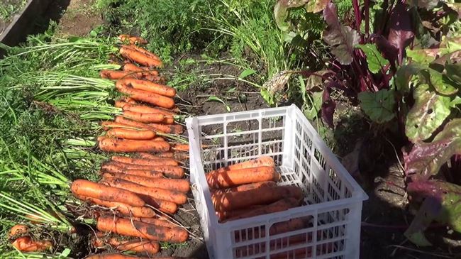 Видео: уборка и хранение моркови
