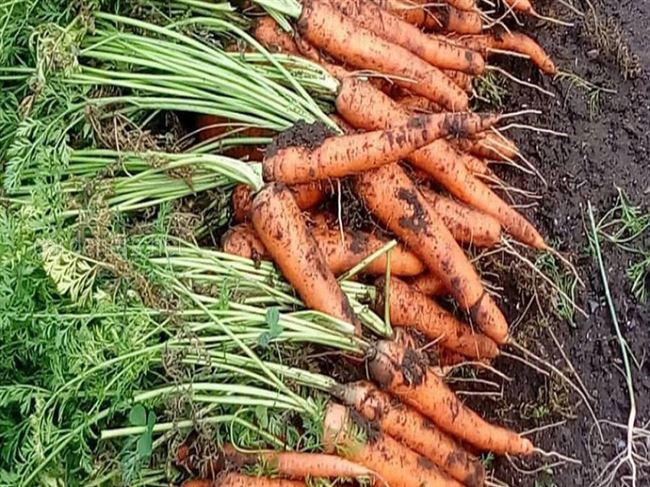 Удобрения для моркови в открытом грунте