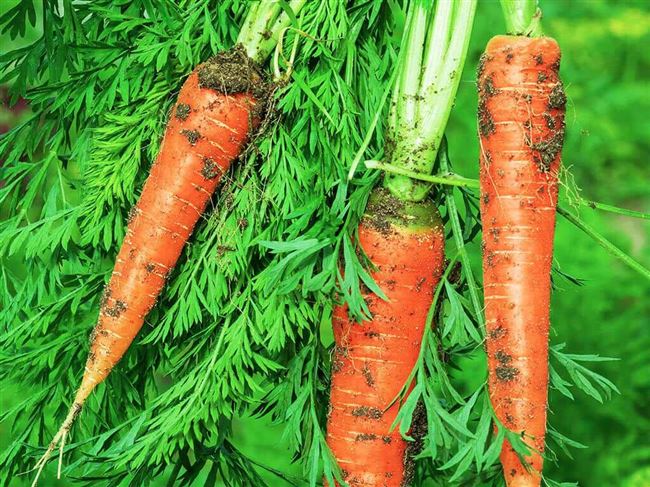 Подкормка моркови народными средствами