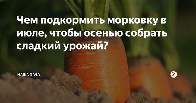 Чем подкормить морковь для хорошего урожая?