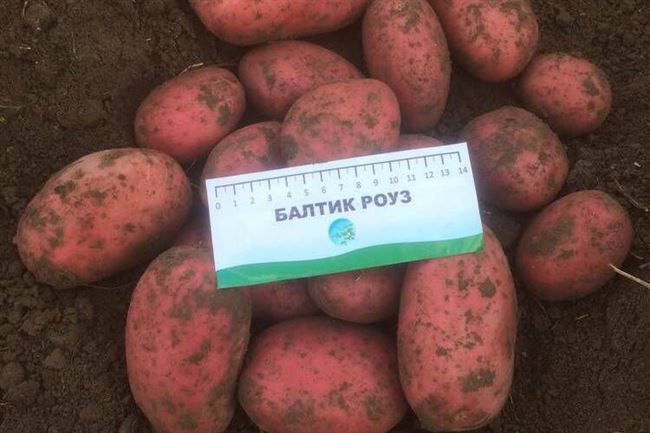 Характеристики картофеля Балтик Роуз