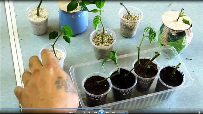 Видео: размножение острого перца черенками