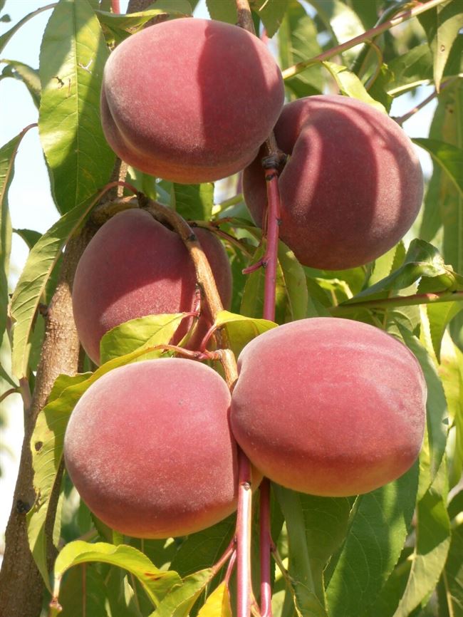 Распространение персика обыкновенного