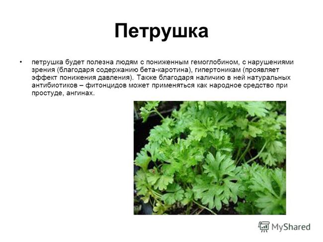 Описание и характеристики растения