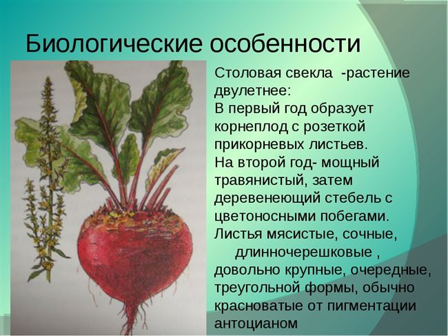 Характеристика внешнего вида растения и корнеплодов