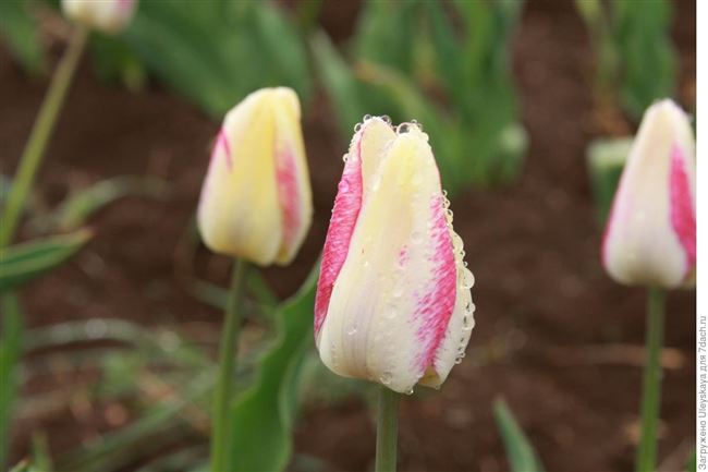 Тюльпан – описание, характеристика цветка, фотографии.