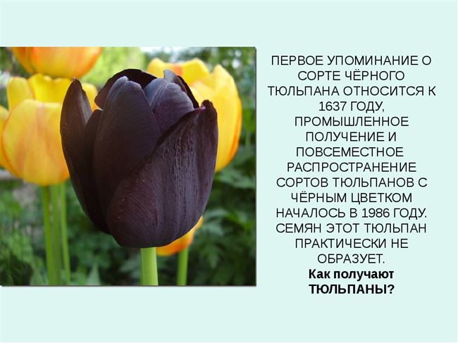 Тюльпан – описание, характеристика цветка, фотографии