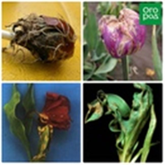 Вирусные заболевания тюльпанов и их профилактика