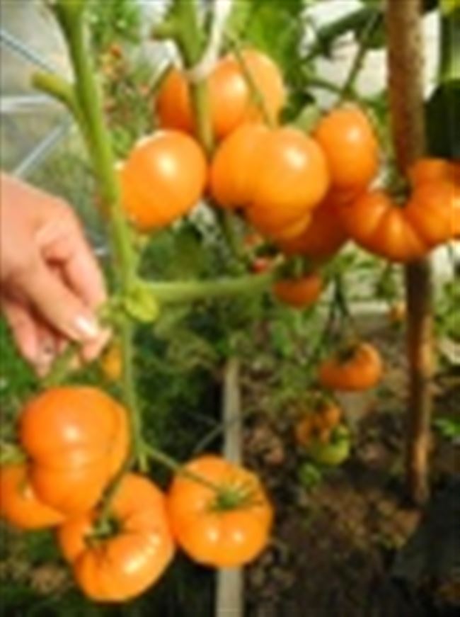 Плюсы и минусы сорта томатов Амана Оранж