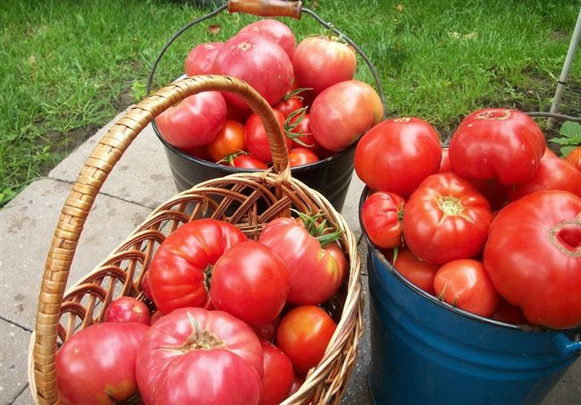 Сбор урожая и хранение томатов