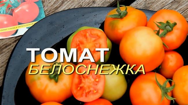 Как выращивать томат Белоснежка?