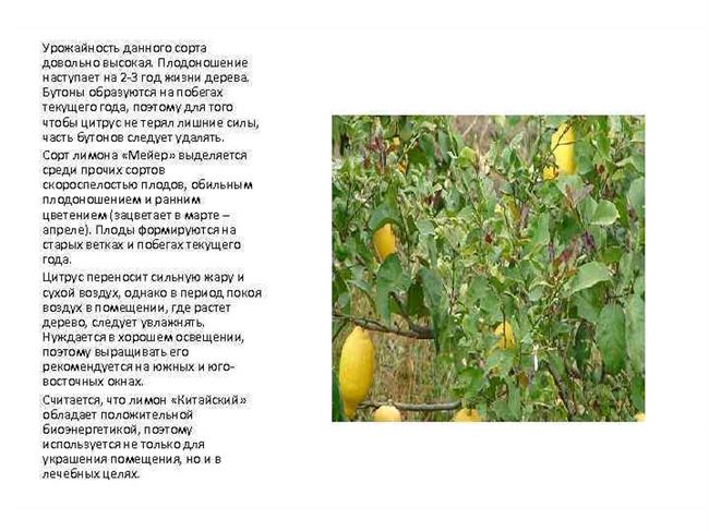 Размножение лимона Мейера