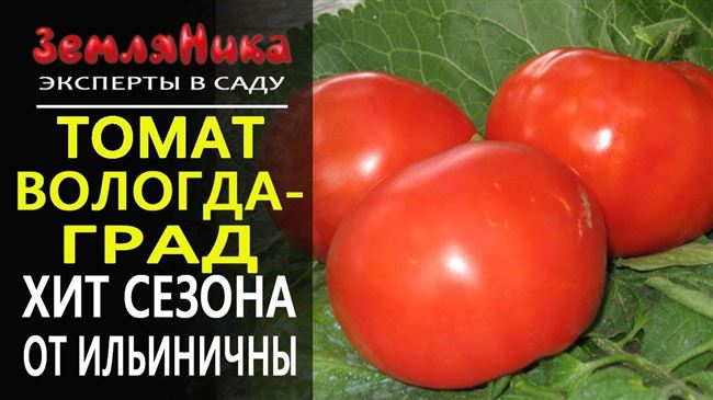 Характеристика и выращивание томата