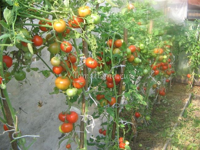 Описание сорта томата Гамаюн, особенности выращивание и ухода