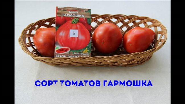 Плюсы и минусы сорта томатов Гармошка