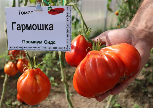 Особенности выращивания помидоров Гармошка, посадка и уход