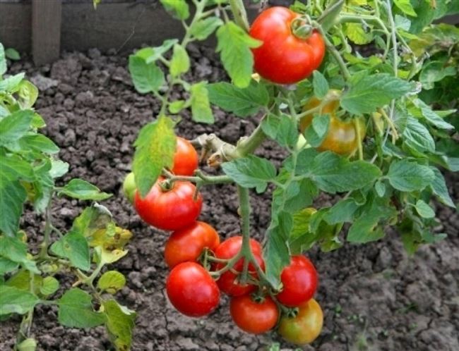 Отзывы огородников о помидорах Дачник