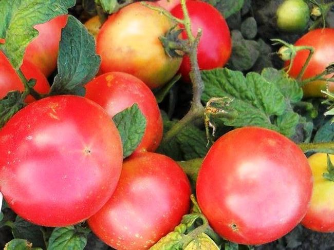 Особенности выращивания помидоров Демидов, посадка и уход