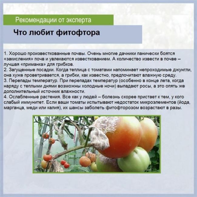 Основные меры профилактики фитофтороза томатов