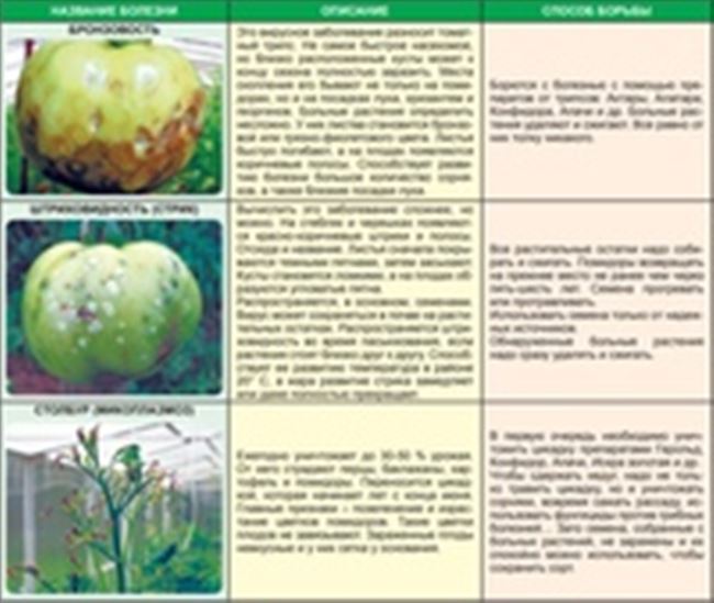 Бактериальная точечность плодов томата