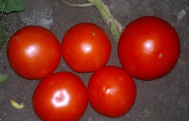Описание сорта томата Князь серебряный, особенности выращивания и ухода
