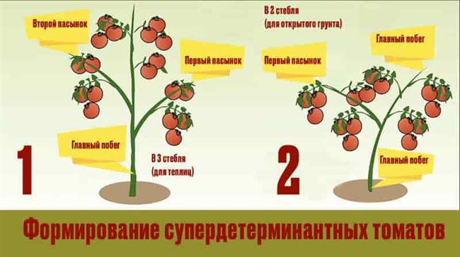 Способы формирования детерминантных томатов, видео