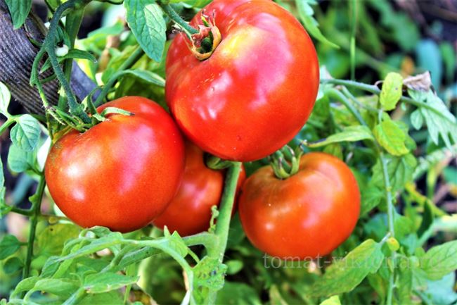 Описание и характеристика томата Красный петух, отзывы, фото
