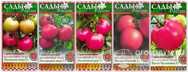 Особенности выращивания томатов малиновое чудо, посадка и уход