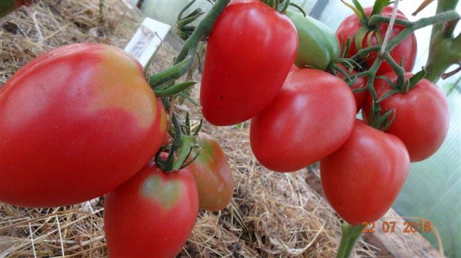 Описание томатов Малиновое чудо
