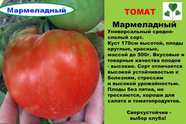 Отзывы о томате Мармеладный