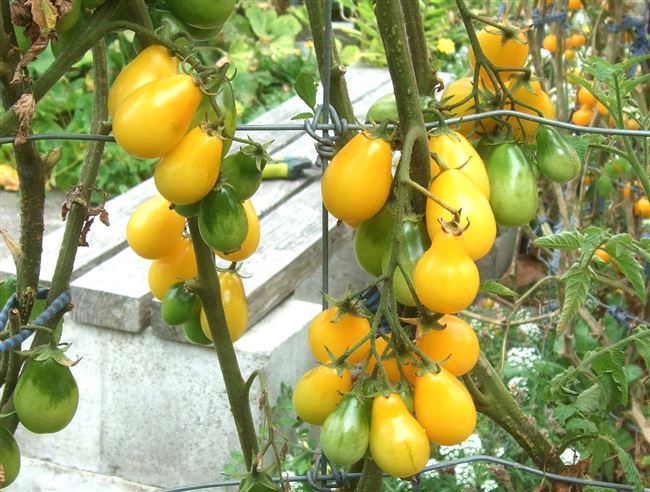 Описание и характеристика сорта томата Медовая капля