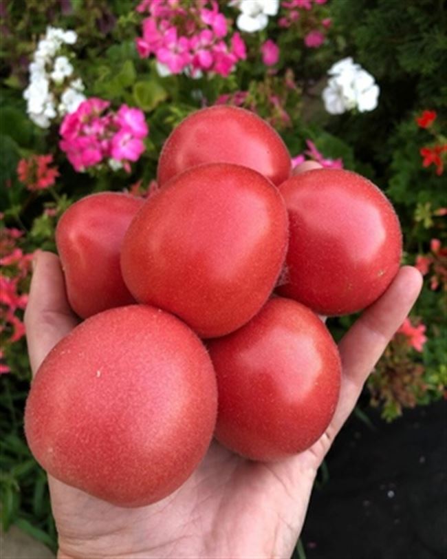 Урожайность томата Розовый мясистый и плодоношение