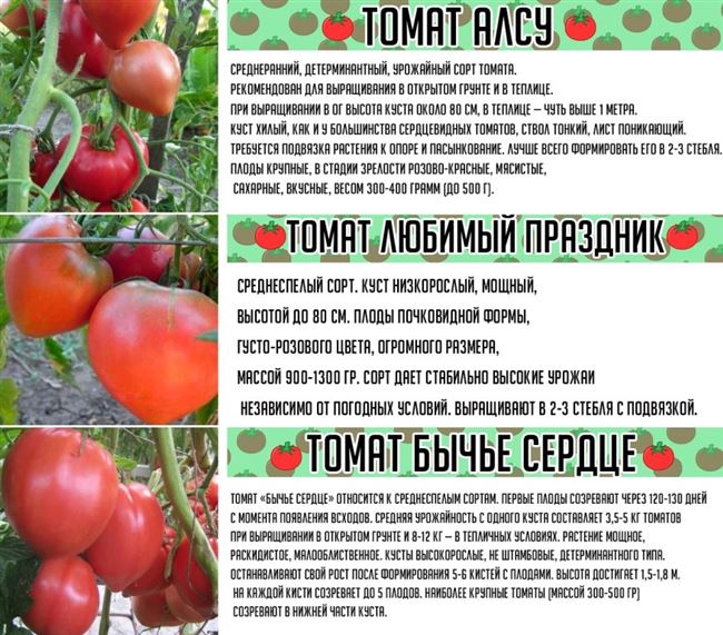 Характеристики помидоров