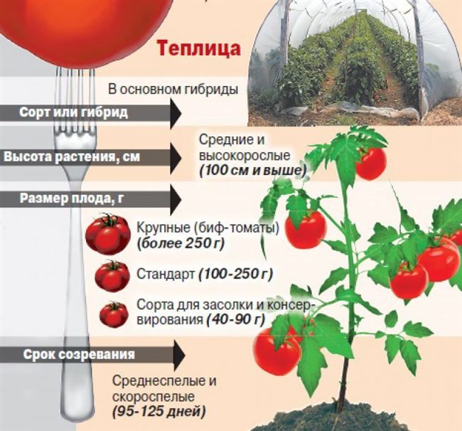 Как посадить помидоры в теплице или на открытом грунте