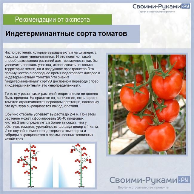 Формирование низкорослых томатов, подвязывание и защита от болезней, видео