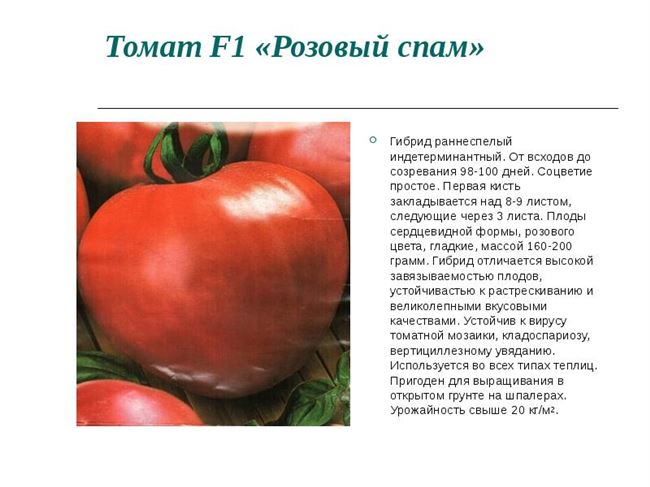 Описание и характеристика томата Розовый спам F1, отзывы, фото