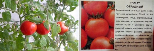 Описание и характеристика сорта томата Отрадный, отзывы, фото