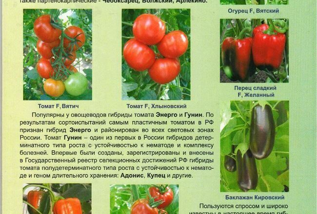 Характеристика сорта томатов Третьяковский