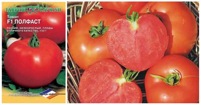 Плюсы и минусы сорта помидор Полфаст