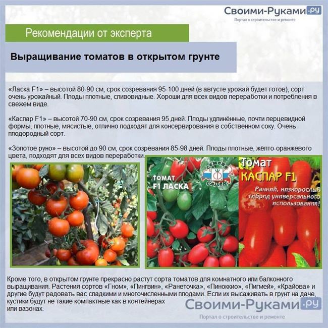 Особенности выращивания помидоров Сенсей, посадка и уход