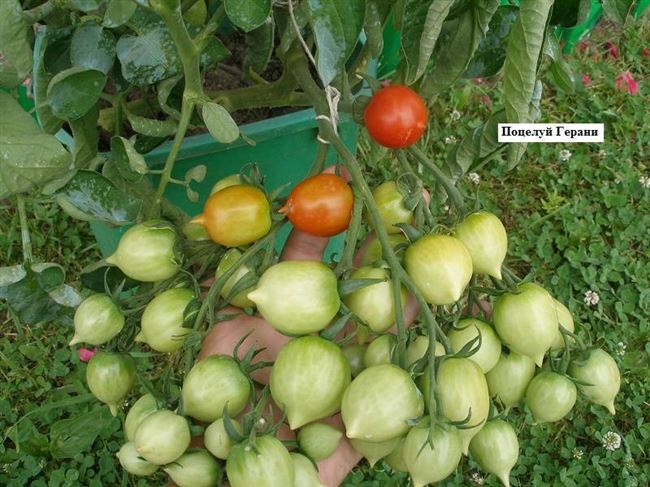 Урожайность томата Поцелуй герани и плодоношение