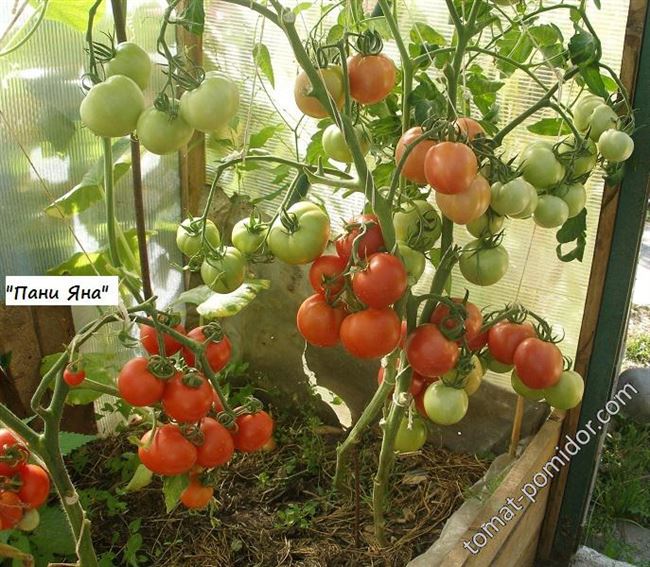 Болезни и вредителя ампельных томатов