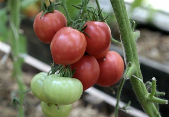 Описание сорта и рекомендации по выращиванию