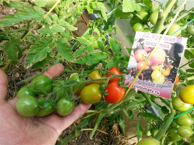Характеристика и описание сорта томата Красная шапочка, его урожайность и выращивание